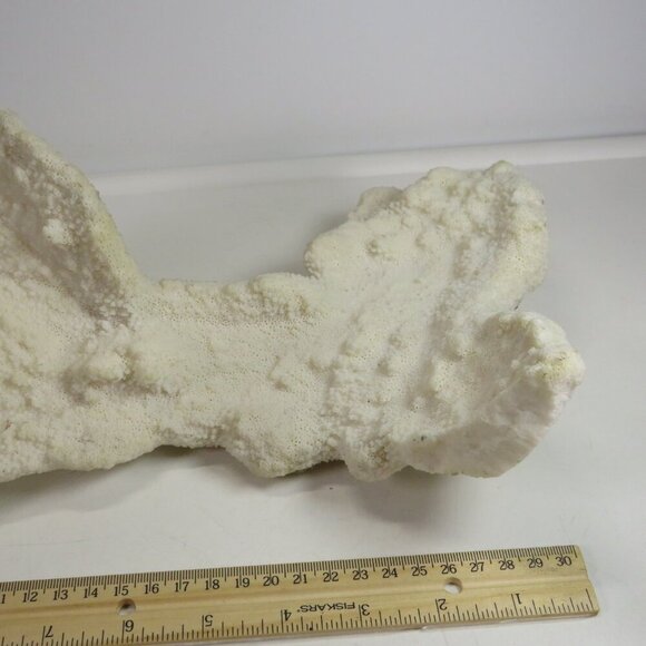 (1) solid Piece of REAL Coral over 3lbs & 13" long - Picture 11 of 14